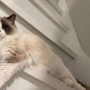 本宮(もとみや) にゃんにゃんにゃん 人妻出逢い会 百合の園 新宿店