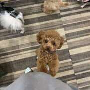 ヒメ日記 2025/03/21 22:10 投稿 ちはる 舐めていいとも！柏店