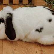 ヒメ日記 2025/02/21 19:46 投稿 白阪もえな ワイフコレクション