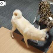 ヒメ日記 2025/01/21 12:31 投稿 中条おとは 華椿