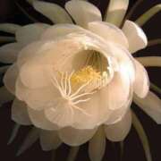 ヒメ日記 2025/02/12 12:00 投稿 白阪もえな 美魔女エステ