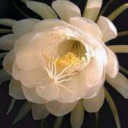 ヒメ日記 2025/06/20 17:47 投稿 白阪もえな 美魔女エステ