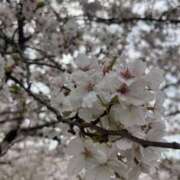 ノノ 🌸 いたずらバニーちゃん