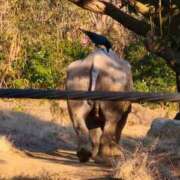 ヒメ日記 2026/01/18 20:47 投稿 こゆき あふたーすくーる本店