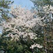 ヒメ日記 2025/04/05 20:55 投稿 ♦ののか♦ 翡翠の夢