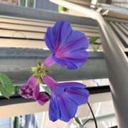 ヒメ日記 2025/10/21 20:16 投稿 No.7 そら FORTUNE