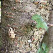 ヒメ日記 2025/07/22 20:07 投稿 No.25 まな FORTUNE