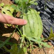 ヒメ日記 2025/07/30 20:10 投稿 No.25 まな FORTUNE