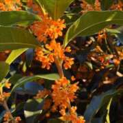 ヒメ日記 2025/10/07 19:55 投稿 No.25 まな FORTUNE