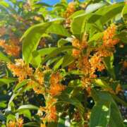 ヒメ日記 2025/10/15 20:01 投稿 No.25 まな FORTUNE