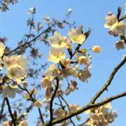 ヒメ日記 2026/03/28 20:17 投稿 No.25 まな FORTUNE