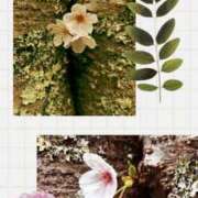 ヒメ日記 2026/04/01 20:45 投稿 No.25 まな FORTUNE