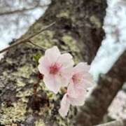 ヒメ日記 2026/04/06 20:03 投稿 No.25 まな FORTUNE