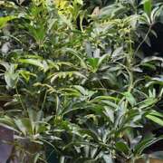 No.15 さよ 探してみて！ FORTUNE