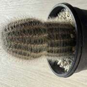 No.15 さよ 17(火)いるいる FORTUNE