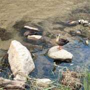 ヒメ日記 2025/08/15 11:45 投稿 笑利の女神ーしょうりのめがみー グッドスマイル