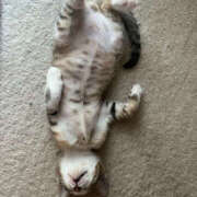 ヒメ日記 2025/03/19 22:34 投稿 える Triple Pink(トリプルピンク)