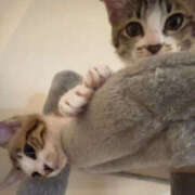 える 🐱 Triple Pink(トリプルピンク)