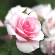 ヒメ日記 2025/04/10 20:47 投稿 相川【あいかわ】 丸妻 西船橋店