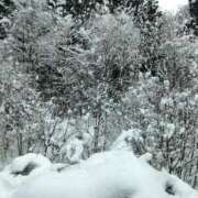 ヒメ日記 2024/12/17 16:36 投稿 まみ【一度咥えたら離さない】 なすがママされるがママ 宇都宮