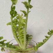 ヒメ日記 2025/06/27 10:28 投稿 まみ【一度咥えたら離さない】 なすがママされるがママ 宇都宮