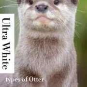 ヒメ日記 2024/12/10 22:15 投稿 神楽ひな ウルトラホワイト