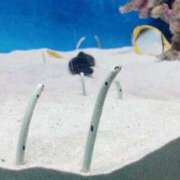 ヒメ日記 2025/05/31 14:30 投稿 ここな 熊本しこたまクリニック