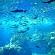 ヒメ日記 2025/01/10 09:26 投稿 えみ 太田人妻城