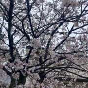 ヒメ日記 2026/04/03 13:20 投稿 ふうこ 熟女家 十三店