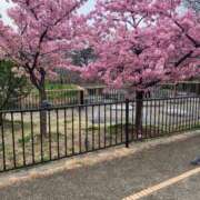 ヒメ日記 2026/04/09 09:15 投稿 ふうこ 熟女家 十三店