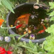 ヒメ日記 2026/04/17 09:15 投稿 ふうこ 熟女家 十三店