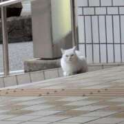 絵美香(えみか) きょうは💐 人妻出逢い会 百合の園 山の手本店