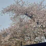 ヒメ日記 2025/04/08 15:52 投稿 なのは 熟女の風俗最終章 新宿店