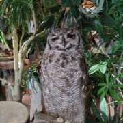 ヒメ日記 2024/12/17 11:31 投稿 レオナ Club 妻