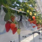 ヒメ日記 2025/02/14 11:34 投稿 レオナ Club 妻