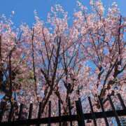 ヒメ日記 2025/03/19 11:37 投稿 レオナ Club 妻