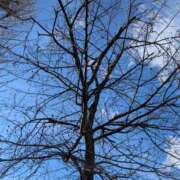 ヒメ日記 2025/03/21 10:52 投稿 レオナ Club 妻