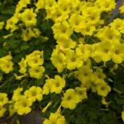 ヒメ日記 2025/03/25 11:10 投稿 レオナ Club 妻