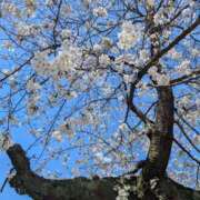 ヒメ日記 2025/03/28 10:40 投稿 レオナ Club 妻