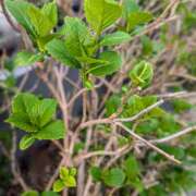 ヒメ日記 2025/04/15 10:19 投稿 レオナ Club 妻