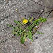 ヒメ日記 2025/04/16 10:50 投稿 レオナ Club 妻