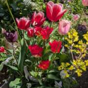 ヒメ日記 2025/04/18 12:19 投稿 レオナ Club 妻