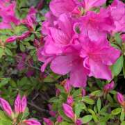 ヒメ日記 2025/05/03 11:36 投稿 レオナ Club 妻