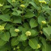 ヒメ日記 2025/05/12 11:01 投稿 レオナ Club 妻