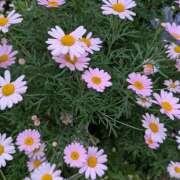 ヒメ日記 2025/05/20 11:28 投稿 レオナ Club 妻