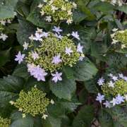 ヒメ日記 2025/05/21 11:30 投稿 レオナ Club 妻