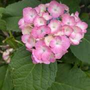 ヒメ日記 2025/05/27 11:26 投稿 レオナ Club 妻