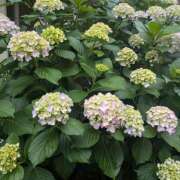 ヒメ日記 2025/05/30 11:55 投稿 レオナ Club 妻