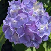 ヒメ日記 2025/06/06 10:56 投稿 レオナ Club 妻