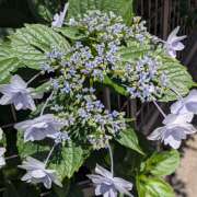 ヒメ日記 2025/06/07 11:04 投稿 レオナ Club 妻